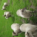 6 John s Sheep